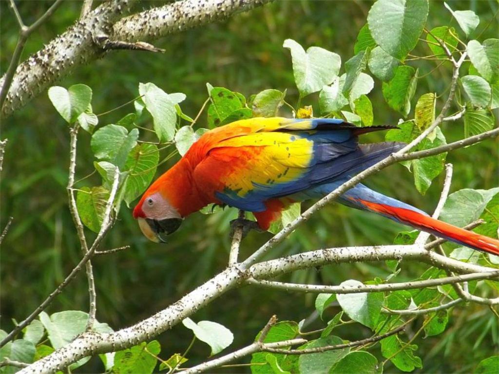 Cabana Itze La Fortuna Buitenkant foto